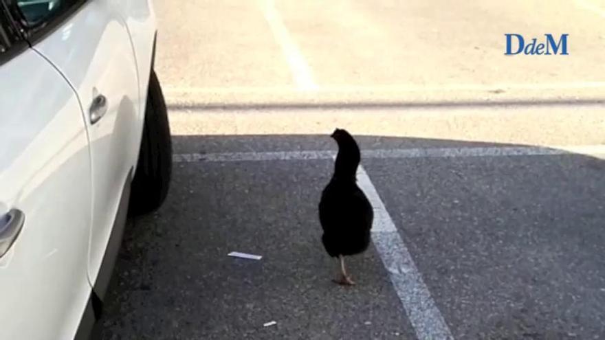 Una gallina en el aeropuerto de Palma