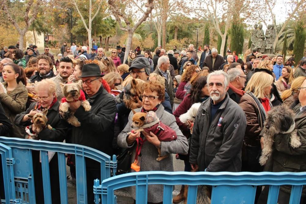 Bendición de San Antón en Murcia