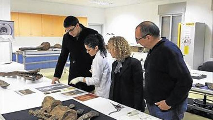Morella presentará en marzo las piezas restauradas del saurópodo