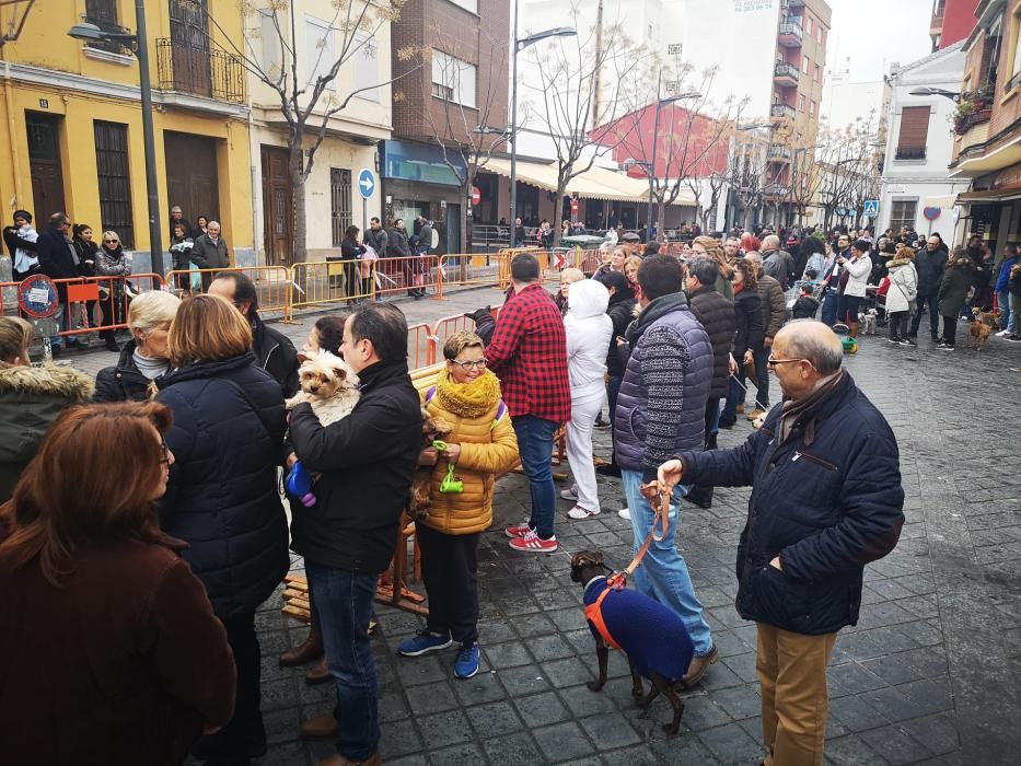 Bendición de animales en Xirivella.