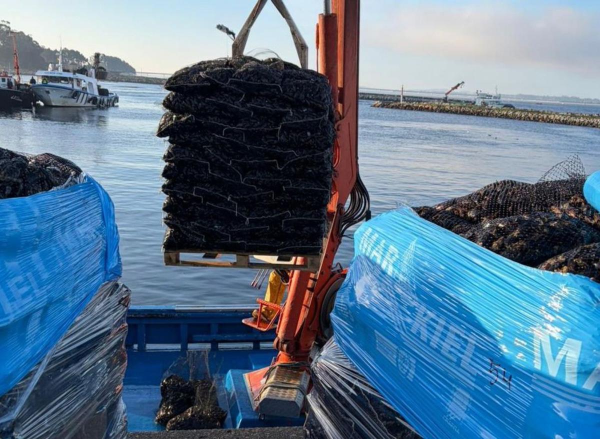 Mejillón listo para su traslado a Francia con la
empresa Mar Kiel, ayer, en el muelle de Vilanova.