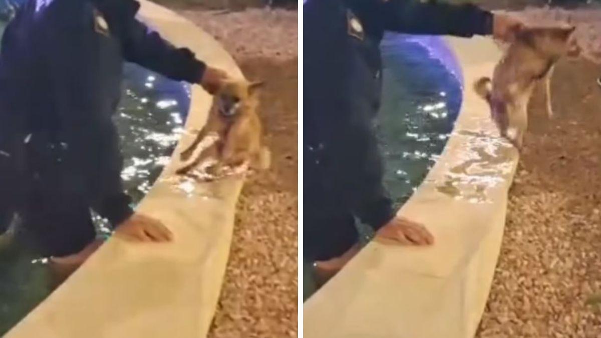 Un aviso desde un autobús salva a un perro a punto de ahogarse en Santa Pola