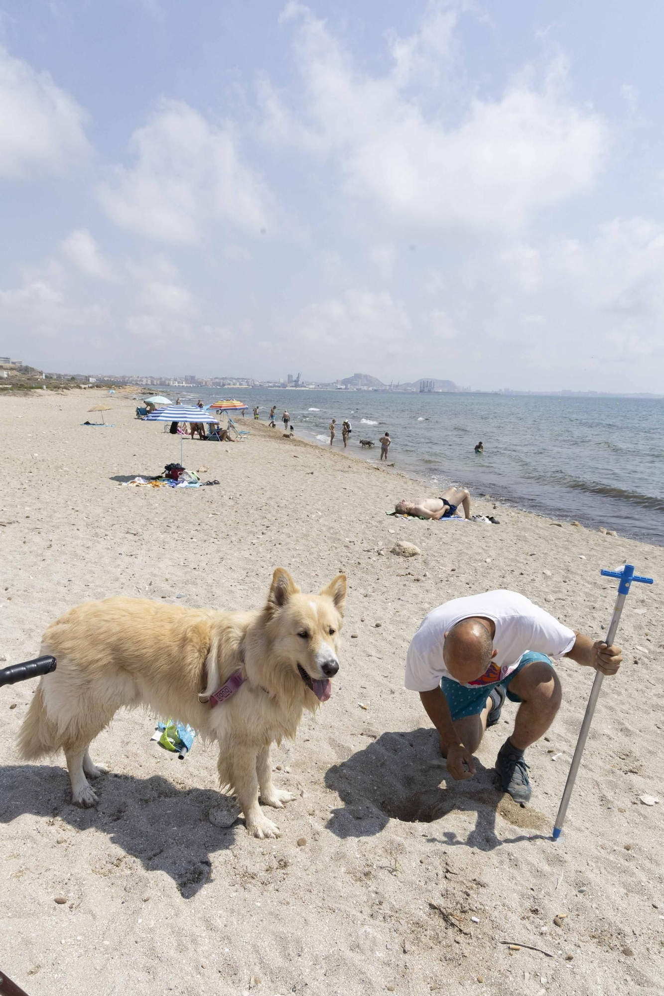 La playa canina de Agua Amarga de Alicante se queda sin servicios para perros