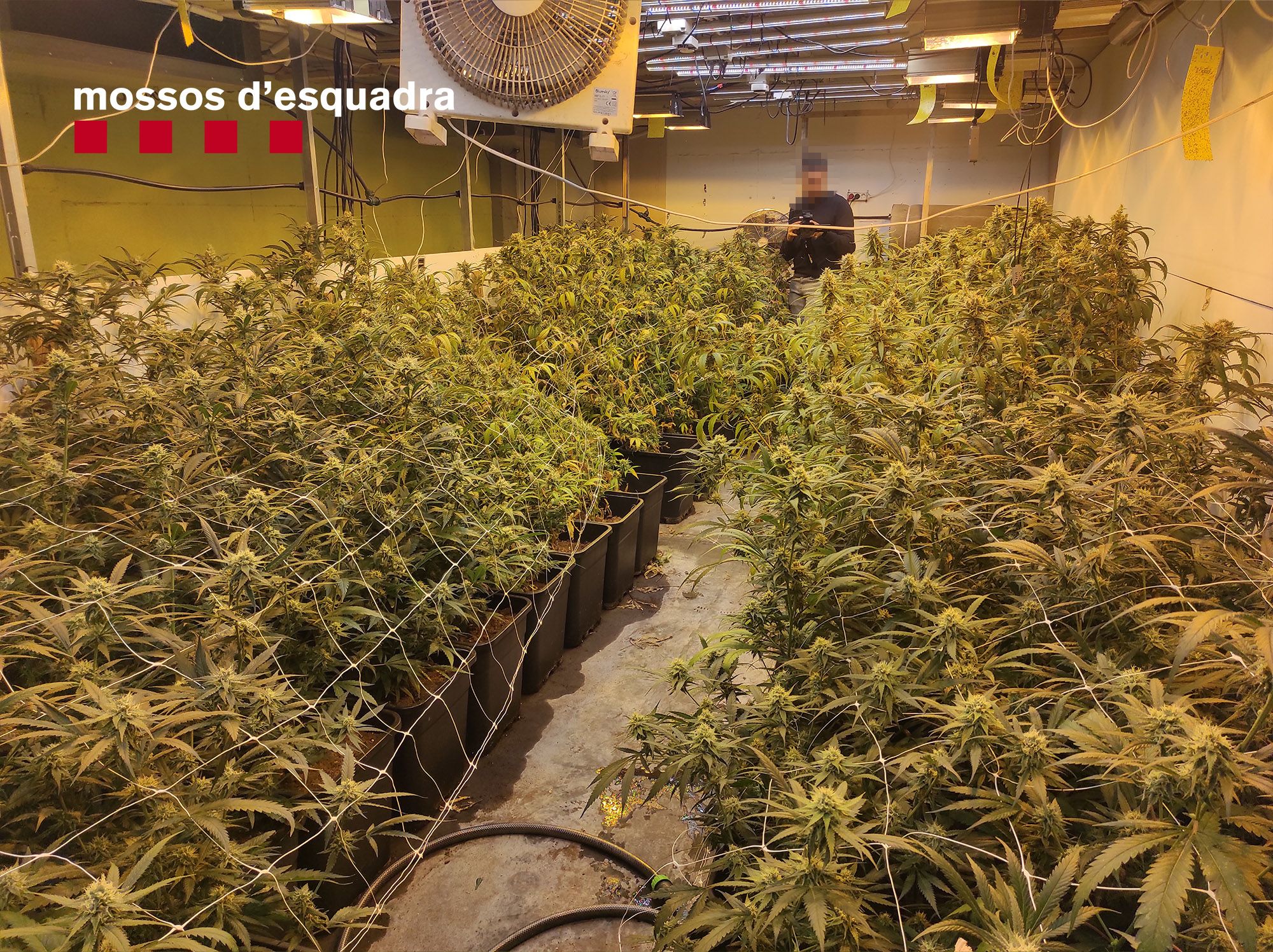 Cop a una banda que coordinava la producció i l'exportació de marihuana des d'un grow shop de Girona