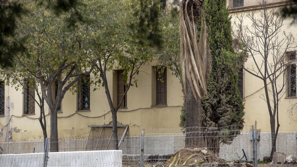 PALMA, DENUNCIAN EN TWITTER EL MAL ESTADO DEL ARBOLADO DEL HOSPITAL PSIQUIATRICO DE PALMA DEBIDO A LAS OBRAS DE REFORMA DEL MURO EXTERIOR.