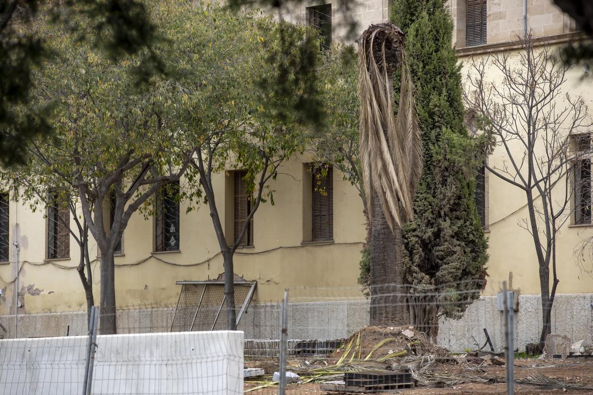 PALMA, DENUNCIAN EN TWITTER EL MAL ESTADO DEL ARBOLADO DEL HOSPITAL PSIQUIATRICO DE PALMA DEBIDO A LAS OBRAS DE REFORMA DEL MURO EXTERIOR.