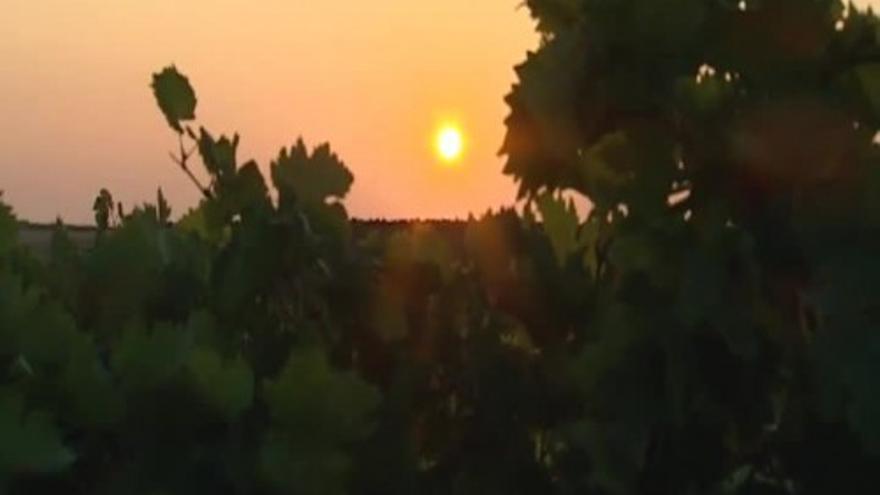 La tecnología en la vendimia de Rueda, clave para un vino de calidad