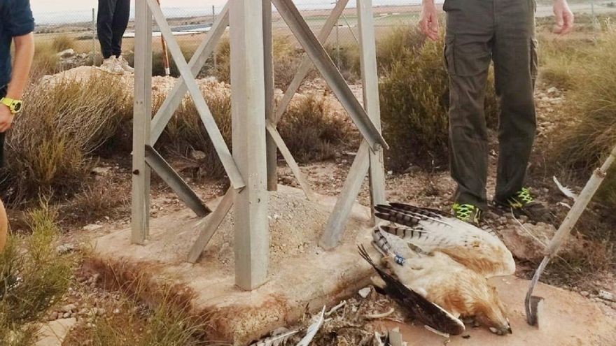 Ecologistas denuncian la electrocución de aves rapaces protegidas en la Región