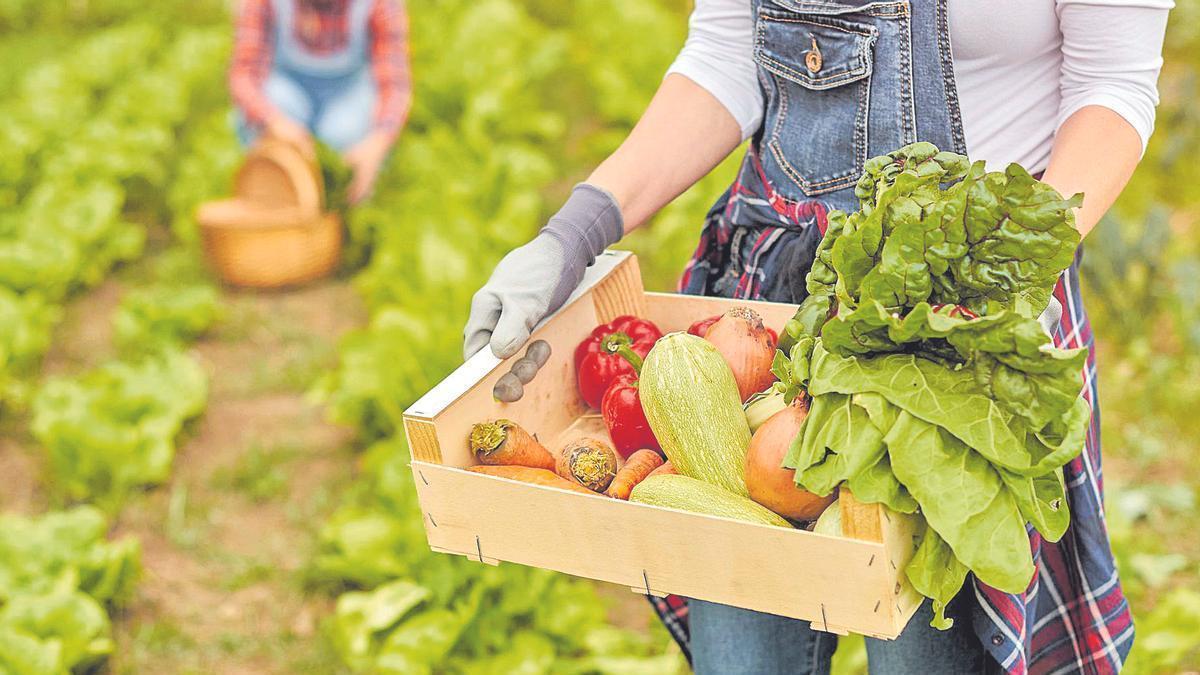 La Comunitat Valenciana consiguió en 2025 las 133.397 hectáreas certificadas en producción ecológica.