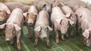 Alerta ecologista en Caravaca por la ampliación de una macrogranja a 6.000 cerdos