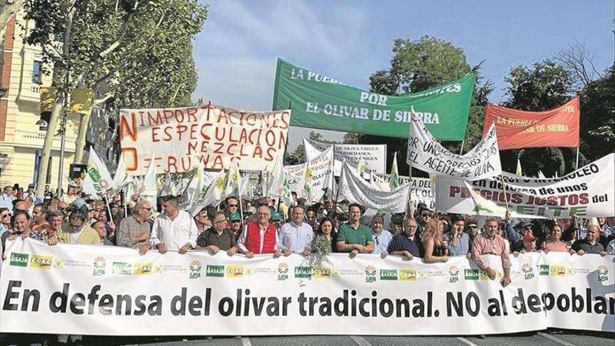 Clamor en el sector del olivar por una caída de precios que amenaza su futuro