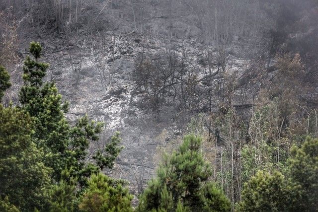 Zonas arrasadas por el incendio en el Norte de Tenerife