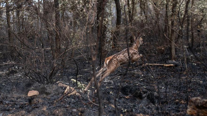 Aumenta el control de las poblaciones de especies cinegéticas tras los incendios