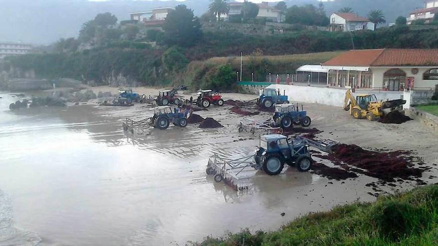 Tractores recogiendo ocle en la playa de Borizu, en Celoriu.