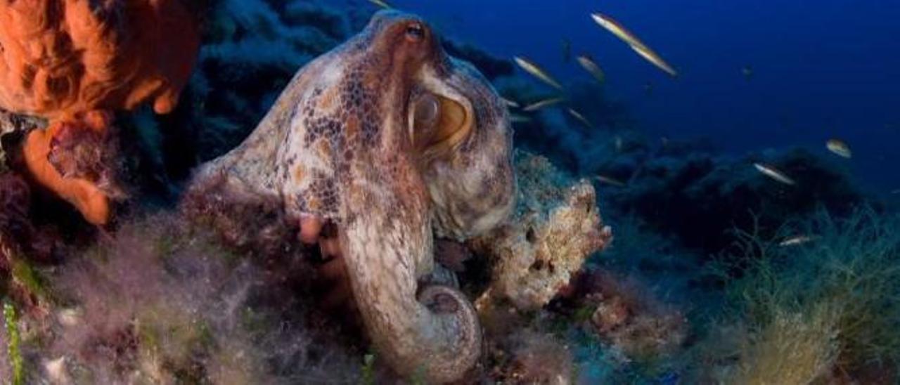 Un pulpo fotografiado en su hábitat por el biólogo marino Xavier Mas.