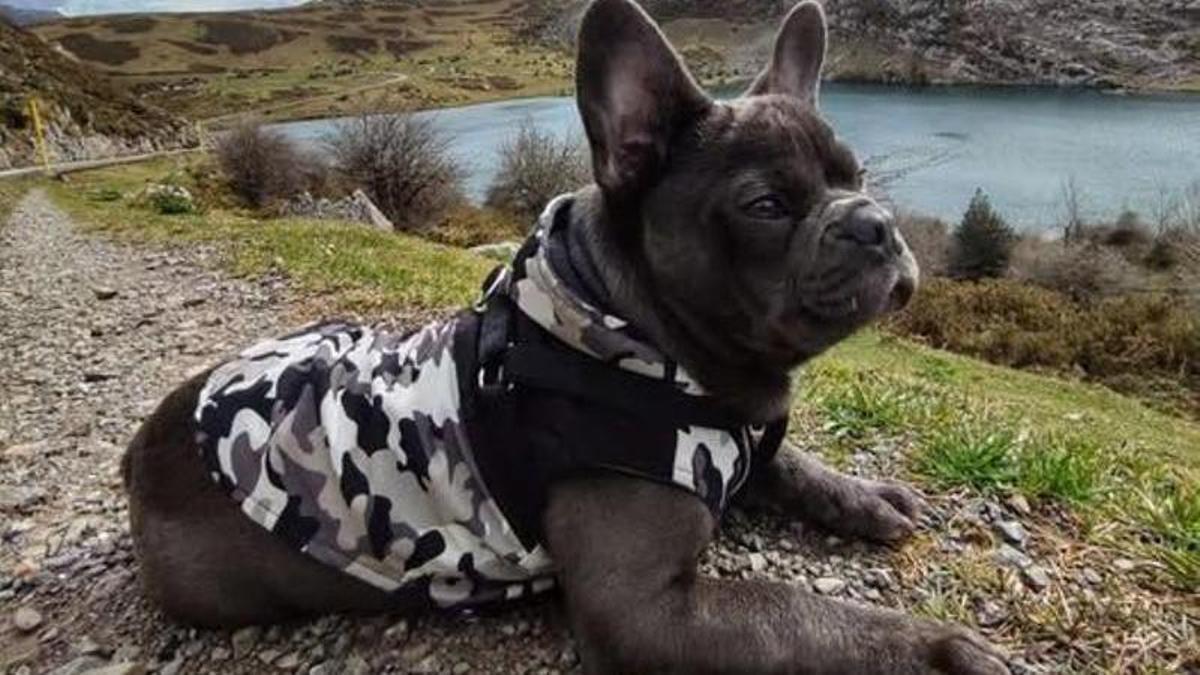 "Sazuke", el perro extraviado en el Sella.