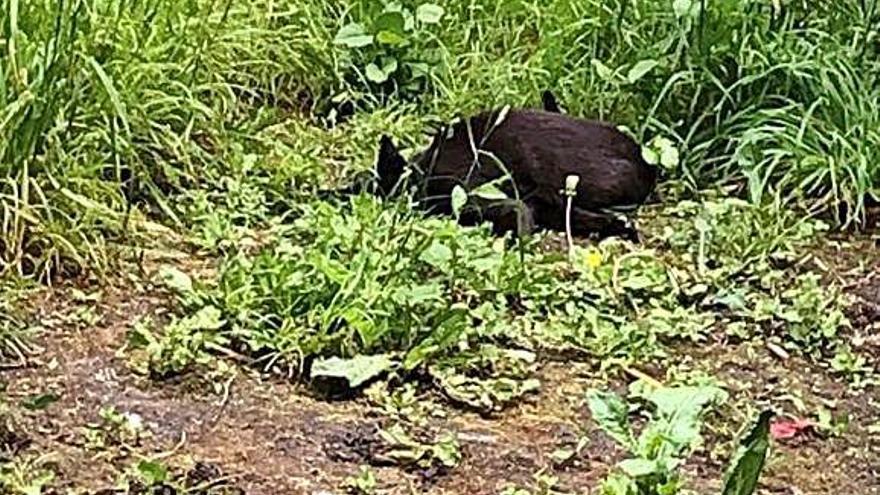 Uno de los gatos de la colonia que fueron envenenados .