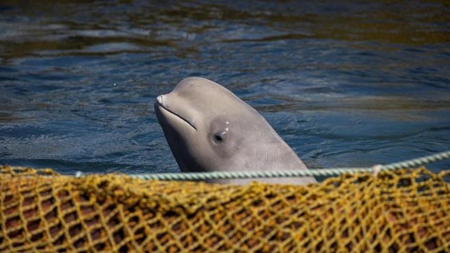 Rusia libera cerca de 100 ballenas capturadas para ser vendidas a China