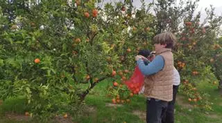 Mandarines ecològiques i de kilòmetre zero al costat del col·le