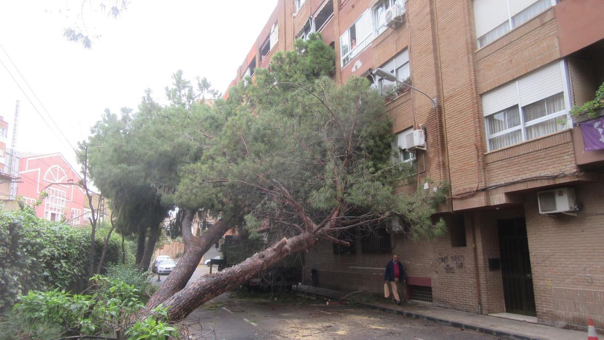 Árbol abatido sobre una finca en la calle Castellón.