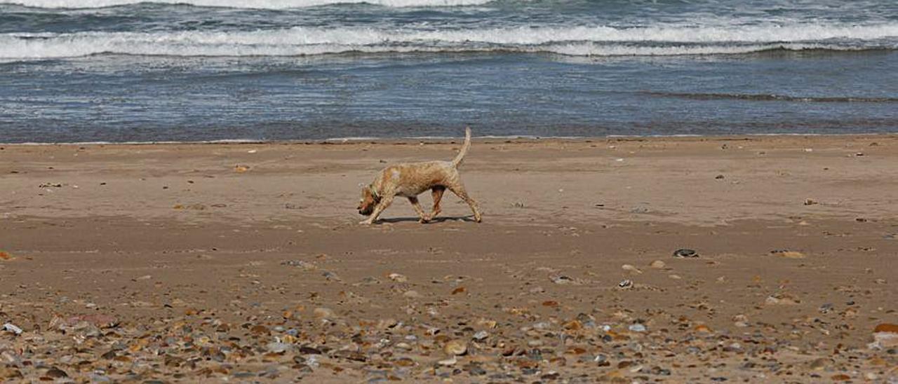 La playa de Xagó llena de piedras, el pasado otoño. | Mara Villamuza