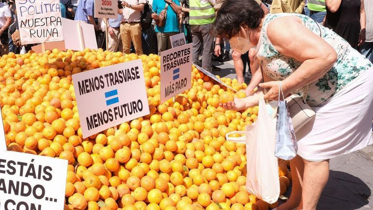 Un mujer recoge naranjas en la plaza de la Montañeta de Alicante durante la concentración contra el recorte del trasvase en mayo