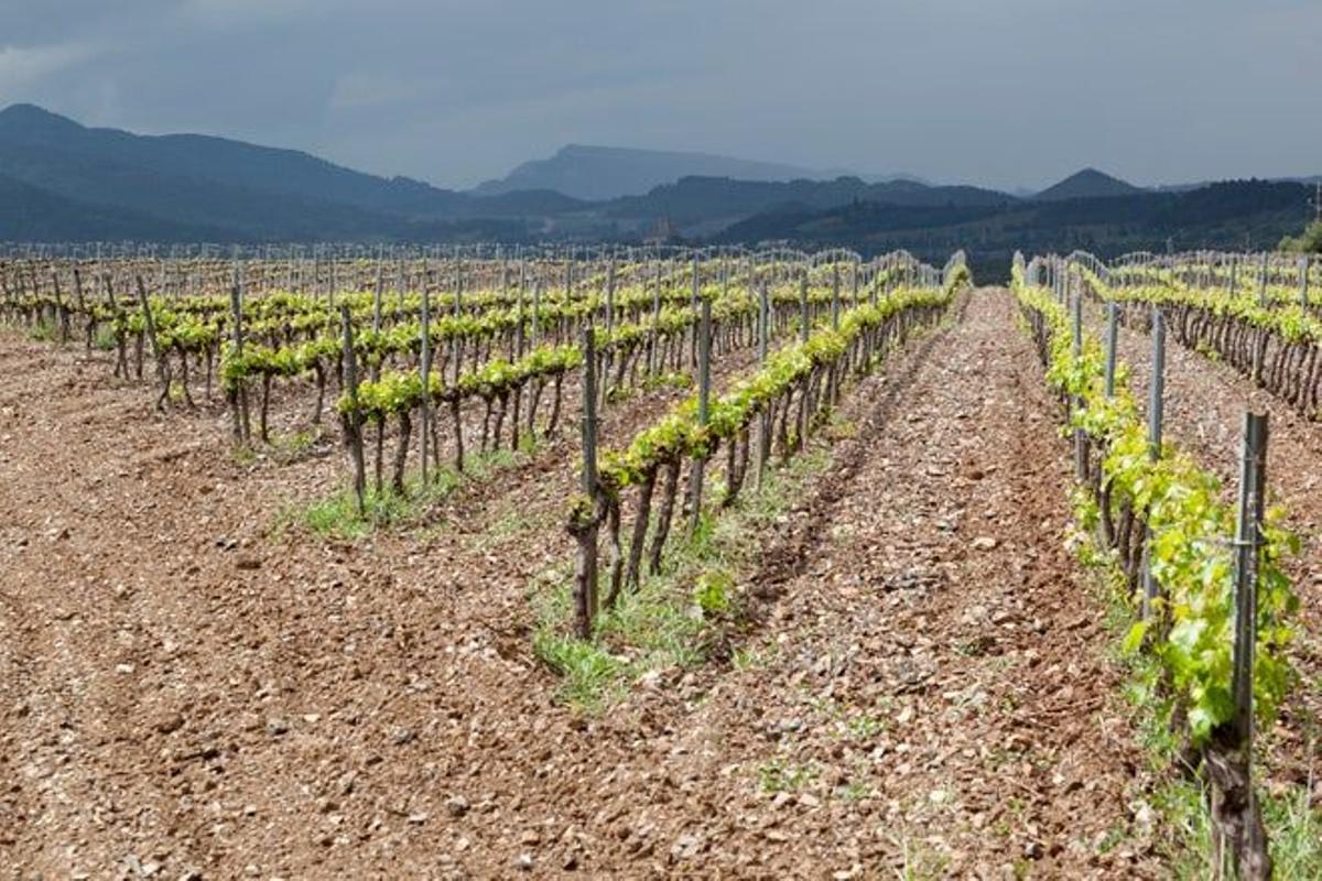 Viñedos cerca del monasterio de Poblet.