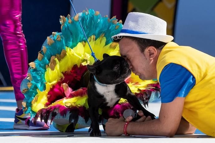 Carnaval Canino de Las Palmas de Gran Canaria,