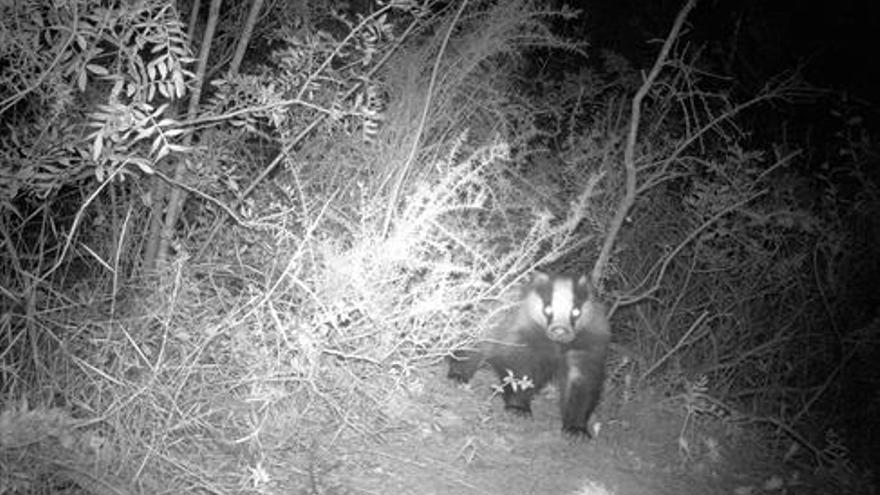 ‘Cazan’ con fotografías  a tejones en el Millars