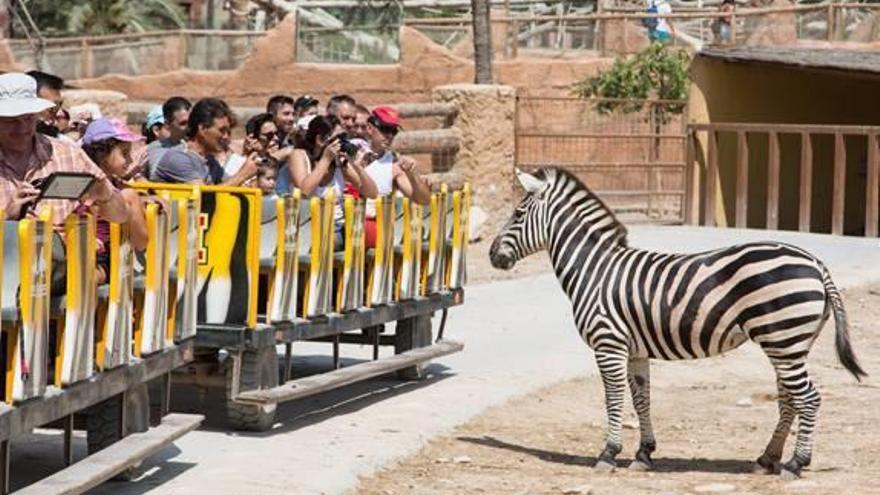 Río Safarí consolida su crecimiento en verano con más de 40.000 visitantes