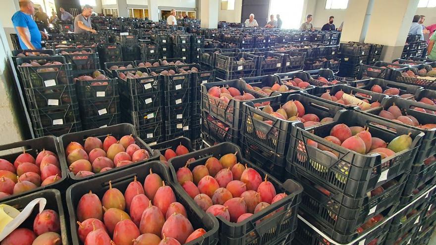 La campaña del mango en 2023 se ha saldado con pérdidas del 80% en la comarca oriental.