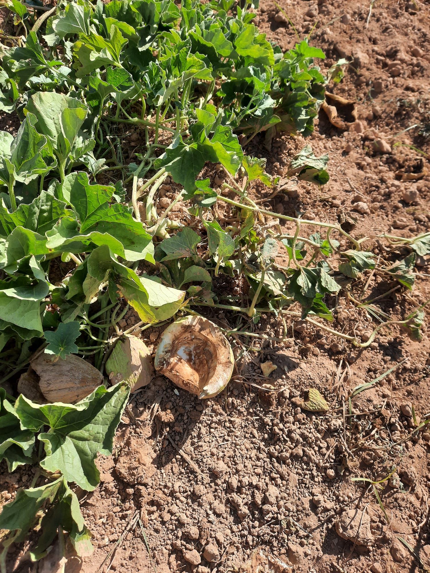 Los jabalíes arrasan una cosecha de 4.000 kilos de "meló d'or" en Ontinyent