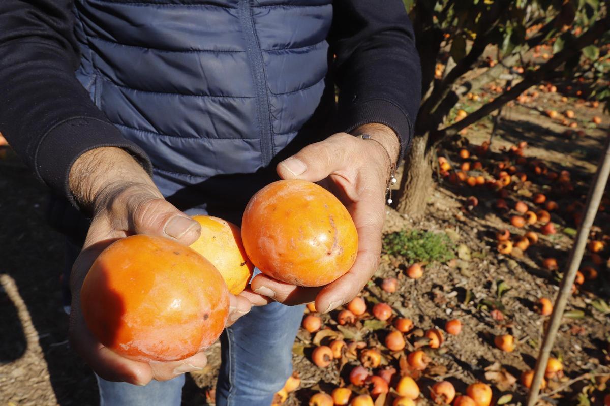 El alzireño Bernardo Ferrer muestra algunos de los caquis descartados durante la recolección.