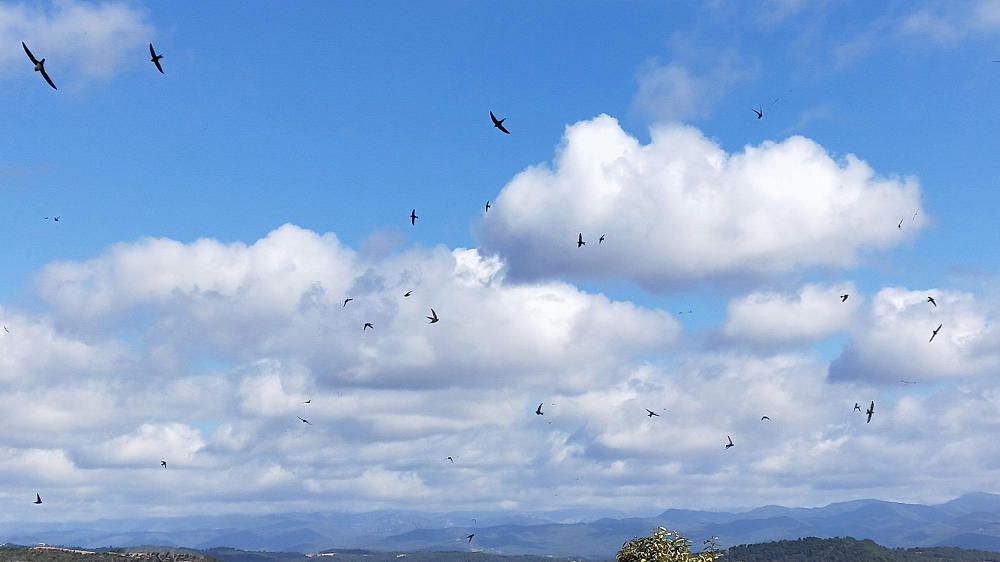 Orenetes. L'Oreneta vulgar (Hirundo rustica) és una au migratòria. Arriben a Catalunya entre l'abril i el maig. Torna al seu lloc d'origen, Àfrica, al setembre. Un animal que s'ha de protegir, ja que eliminen gran quantitat de mosquits