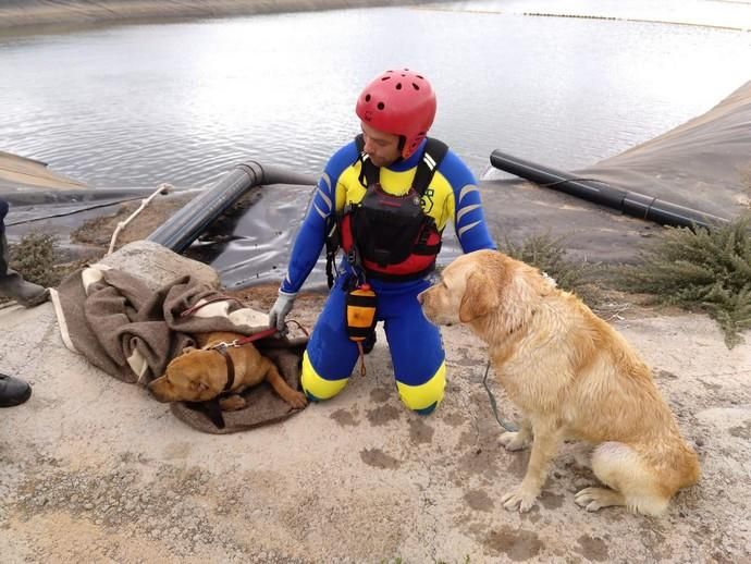 Los bomberos rescatan a varios perros que cayeron a un estanque de Vecindario