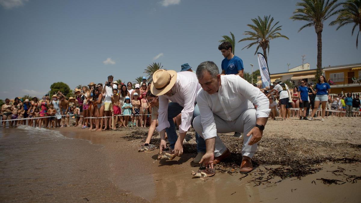 Sueltan 20 tortugas bobas en su hábitat natural en Isla Plana