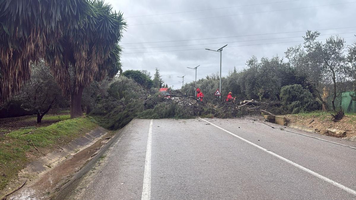 Retirada de un árbol en Lucena tras ser derribado por el viento.