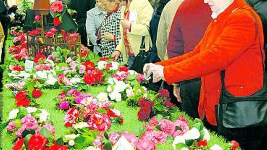 Exposición de camelias de Turón del pasado año.