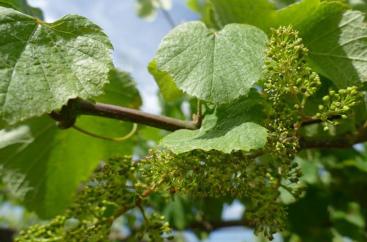 Un viñedo en plena floración. | EFA