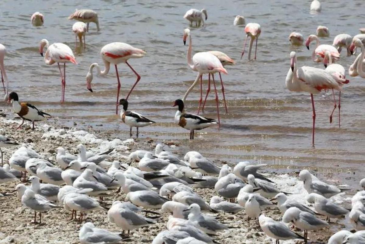 Gaviotas picofinas, tarros blancos y flamencos en la laguna de La Mata