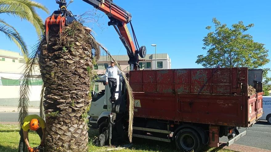 El picudo no da tregua en Xàtiva: talan 13 palmeras arrasadas por la plaga y retiran 7 tocones