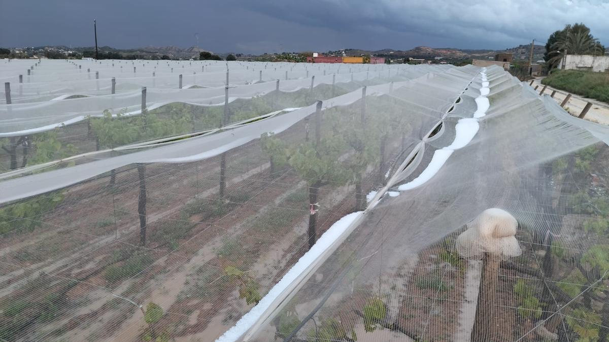 El granizo causa preocupación entre los productores de uva de mesa en Novelda.