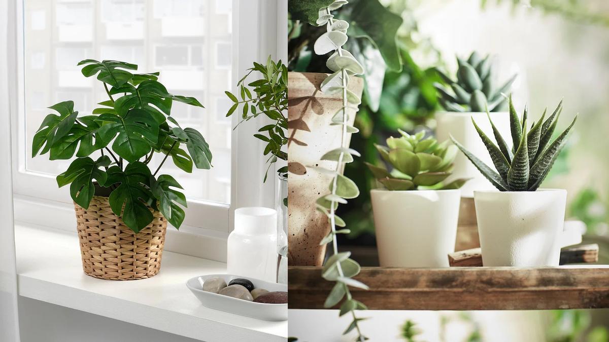 Plantas Ikea | La monstera y los cactus son plantas muy decorativas