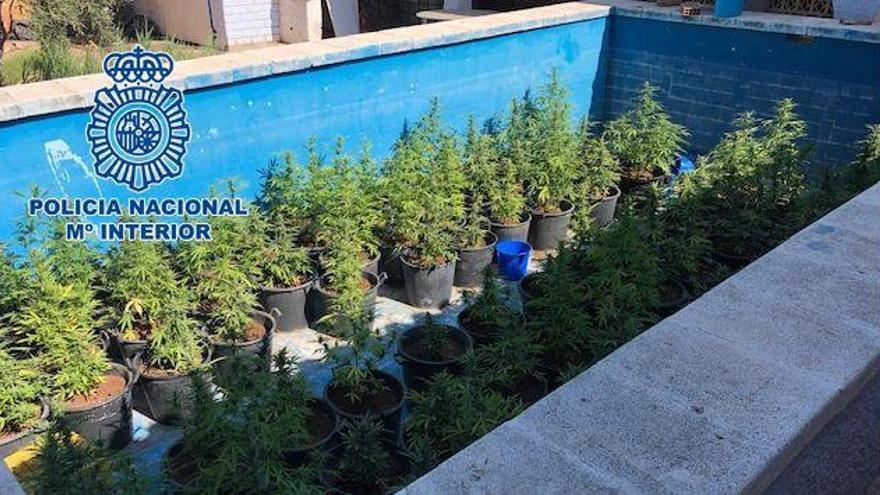 Detienen a dos personas que cultivaban marihuana en una piscina en Castellón