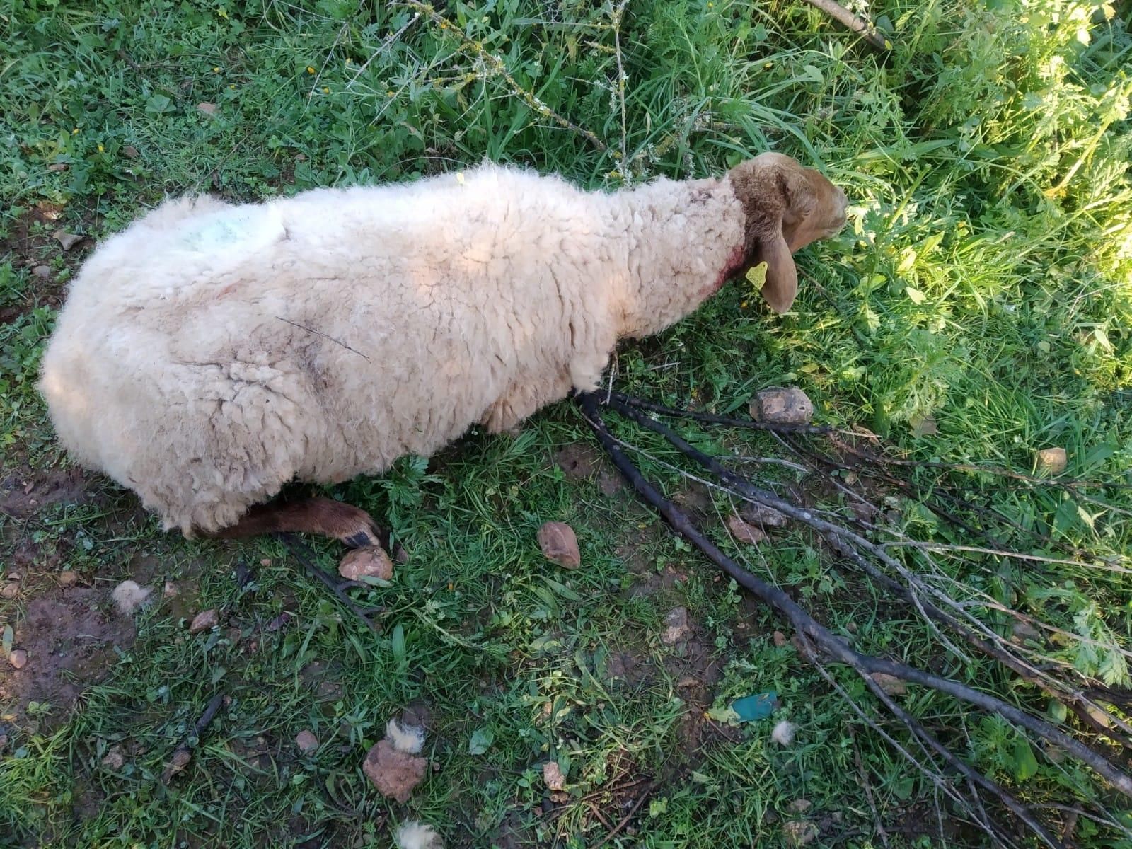 Tres perros matan a 60 ovejas embarazadas en Llucmajor