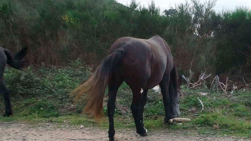 Caballo con cepo en montes próximos a Muros.