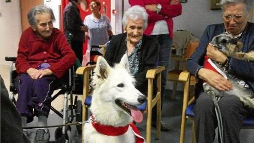 Les pacients d&#039;edat de l&#039;hospital de Campdevànol, ahir al matí, en contacte amb els gossos.