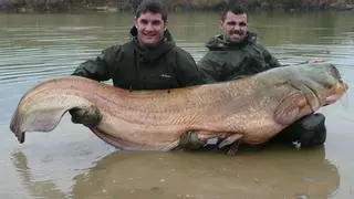 Capturan un siluro gigante de 85 kilos en el río Ebro