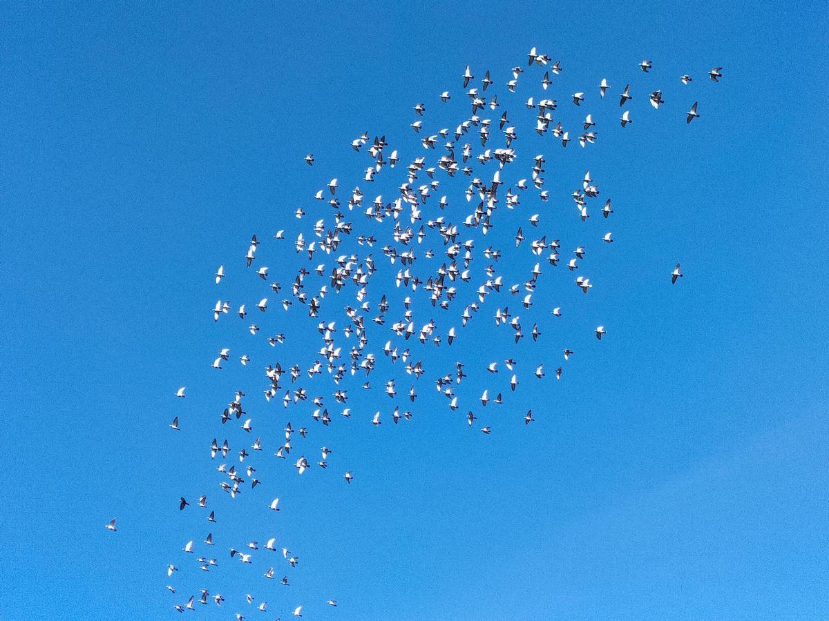 El compostelano de las mil palomas mensajeras: "Solté una en Barcelona y regresó a Santiago"