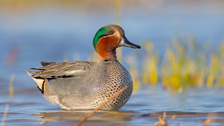 Aviso para los humanos: encuentran plástico en los pulmones de las aves